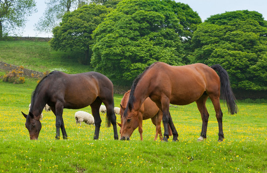 Drei Pferde auf einer Weide zusammen mit einigen Schafen