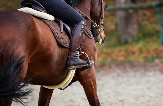 Seitenansicht eines Pferdes und einer Person darauf